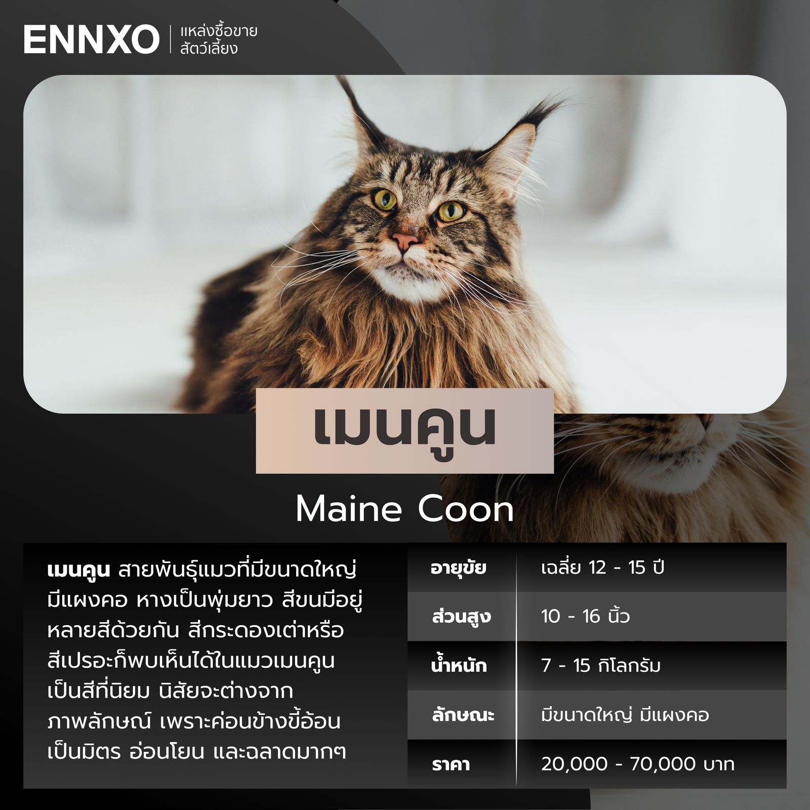 ข้อมูลแมวเมนคูน สีเปรอะ
