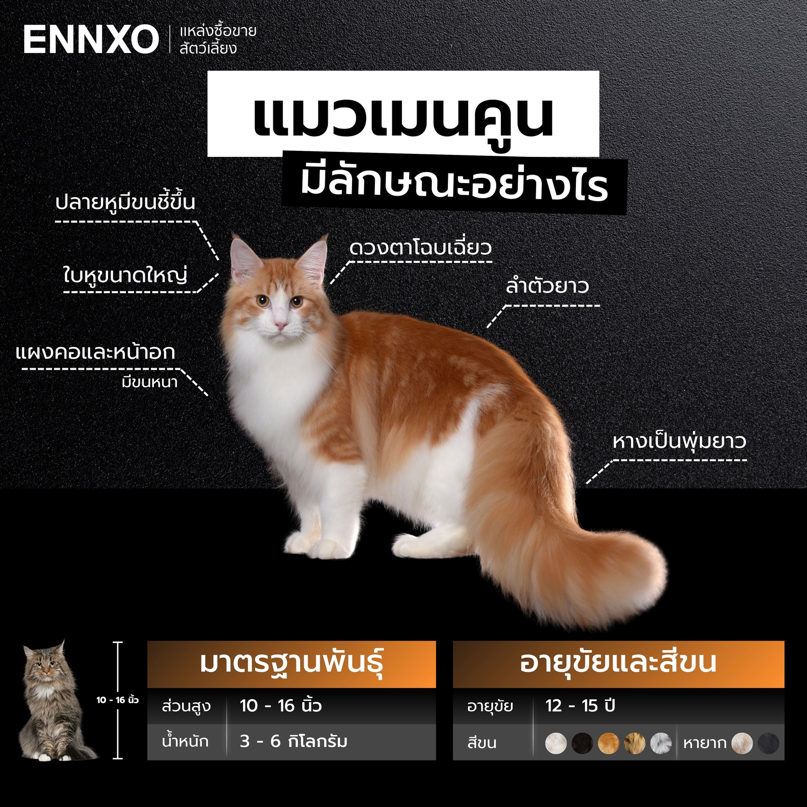 แมวเมนคูนตัวใหญ่เหมือนเสือแท้ดูยังไง