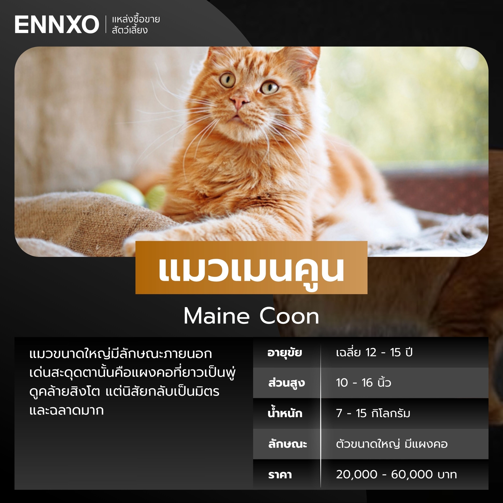 แมวเมนคูนสีส้ม