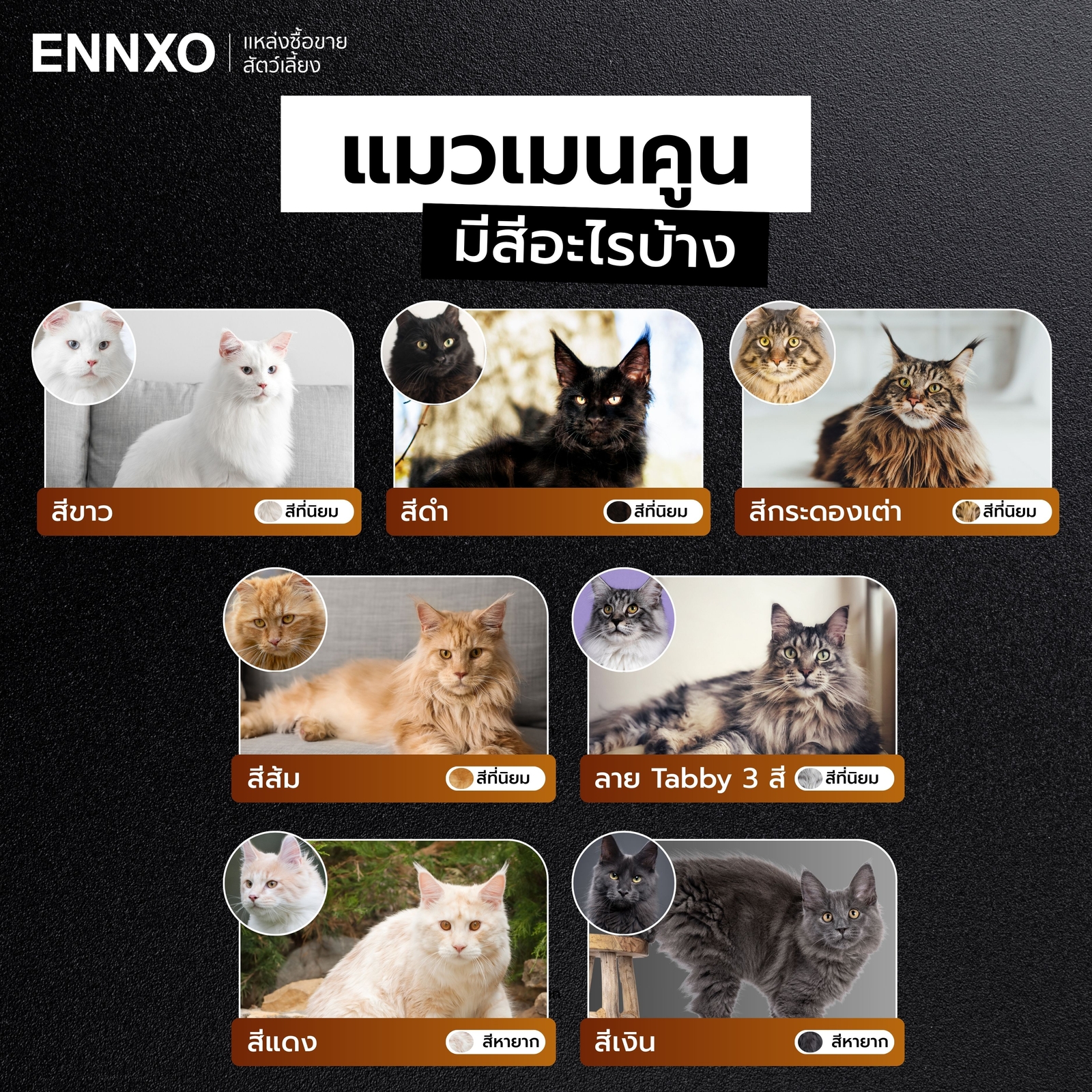 แมวเมนคูนสีไหนสวย สีไหนหายาก