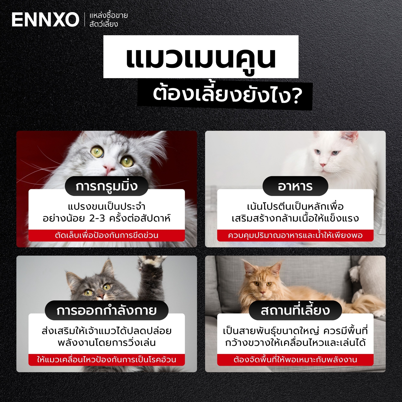 แมวเมนคูนเลี้ยงง่ายไหม ต้องเลี้ยงในห้องแอร์ไหม