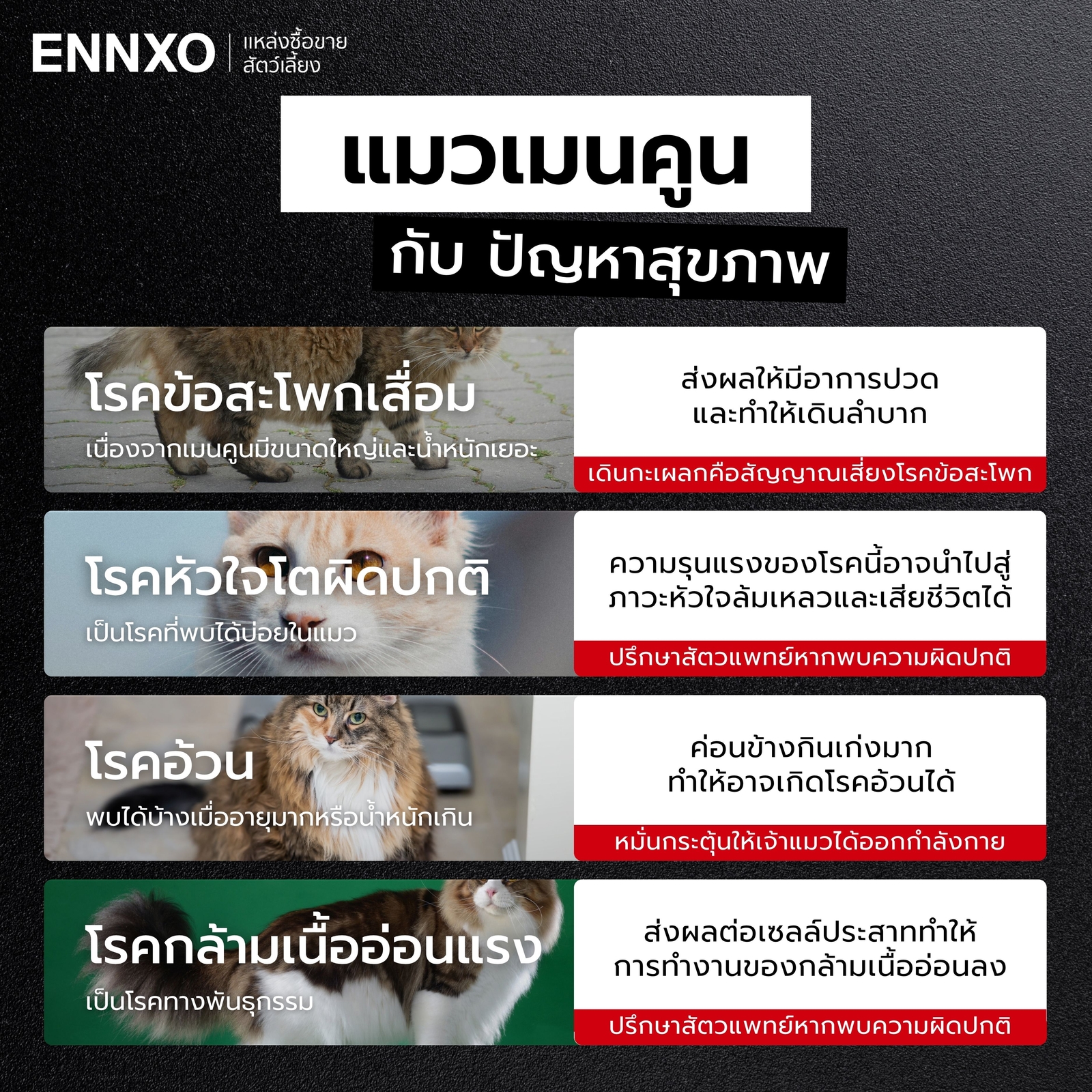 แมวเมนคูนโรคประจำสายพันธุ์มีอะไรบ้าง