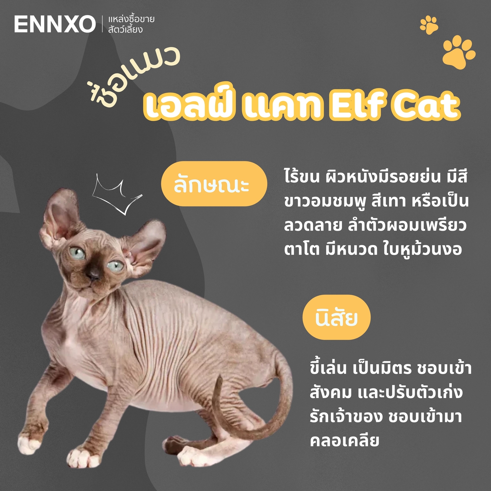 แมวเอลฟ์ แคท Elf Cat