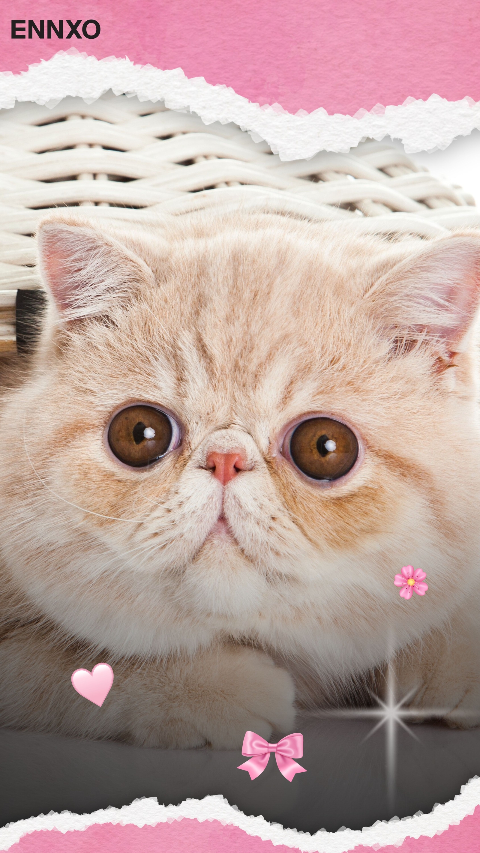 แมวเอ็กซ์โซติก ช็อตแฮร์ รูปแมวน่ารัก วอลเปเปอร์โทรศัพท์