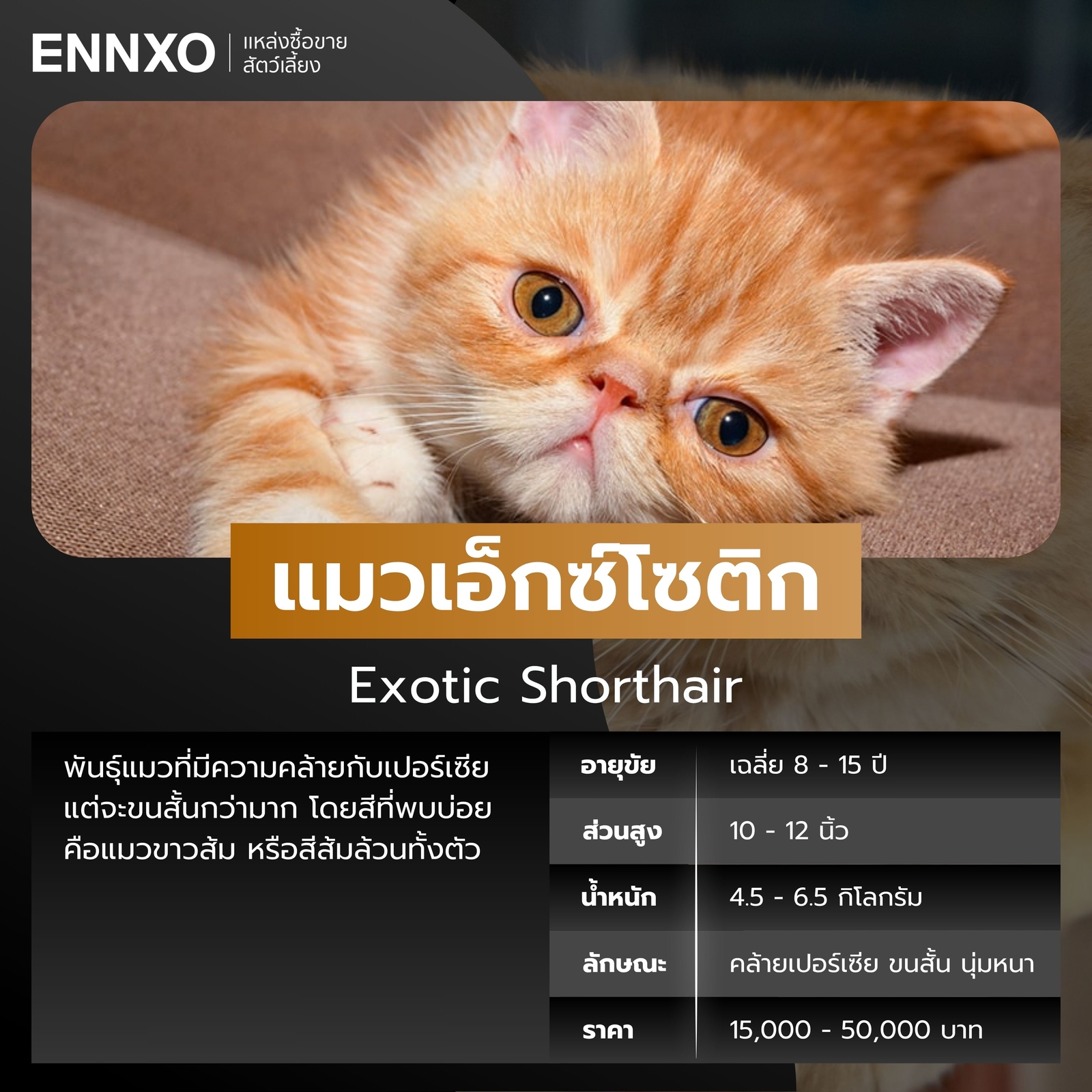 แมวเอ็กซ์โซติก-ช็อตแฮร์-สีส้ม-ขาว