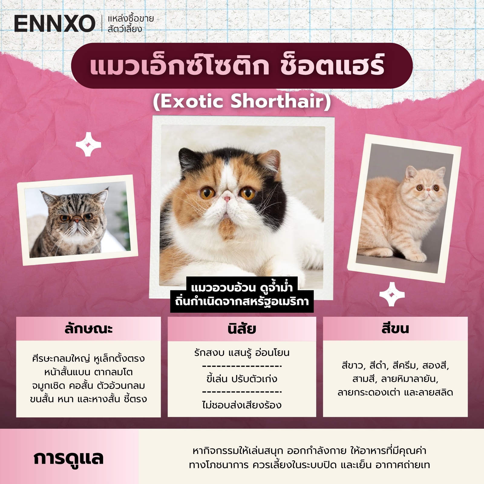 แมวเอ็กซ์โซติก ช็อตแฮร์ นิสัย
