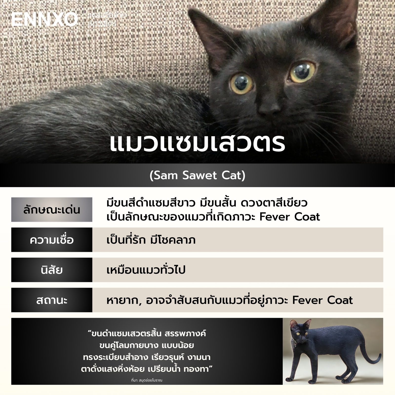 รู้จักแมวแซมเสวตร แมวไทย