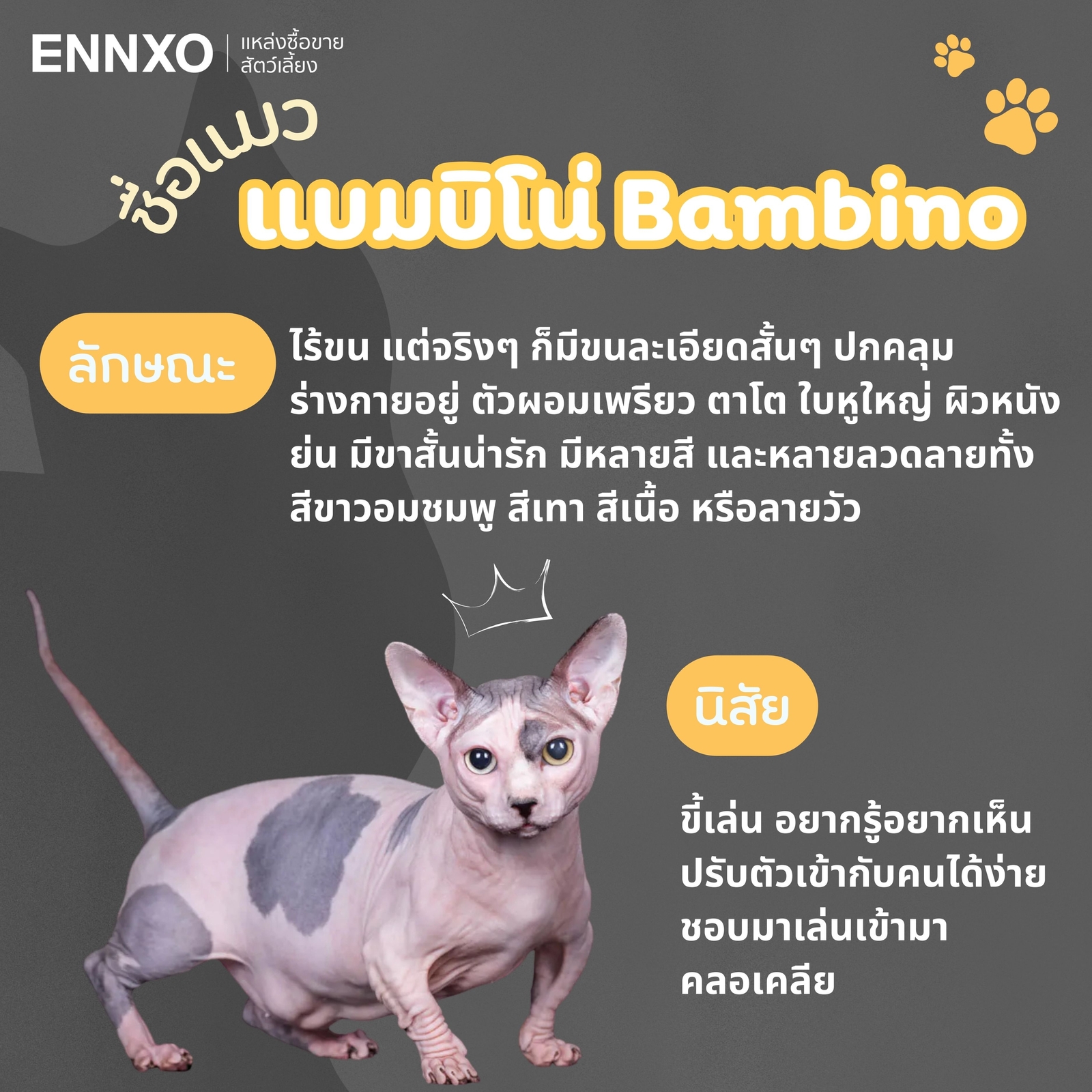 แมวแบมบิโน่ Bambino