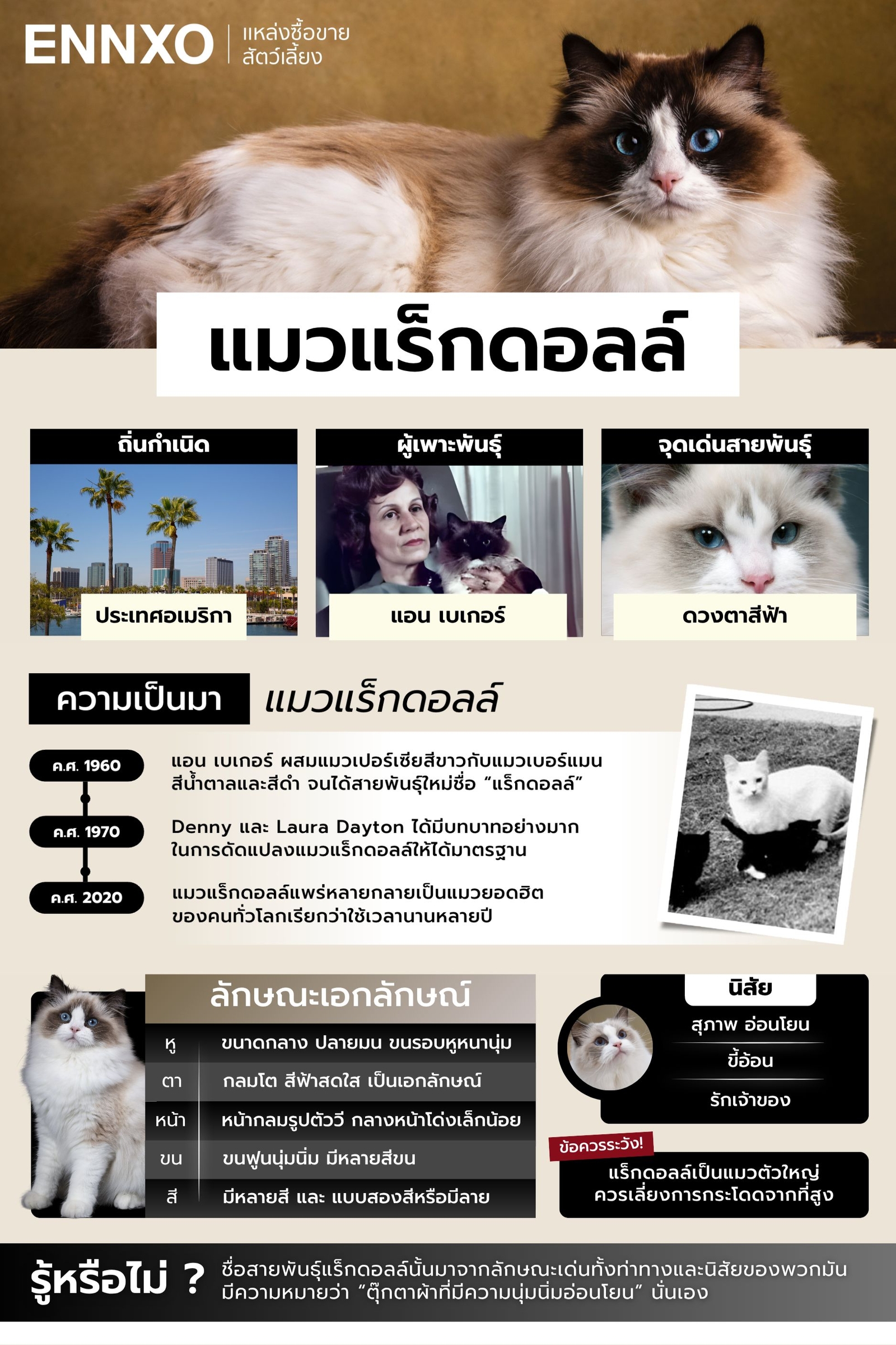 แมวแร็กดอลล์-มาจากประเทศไหน