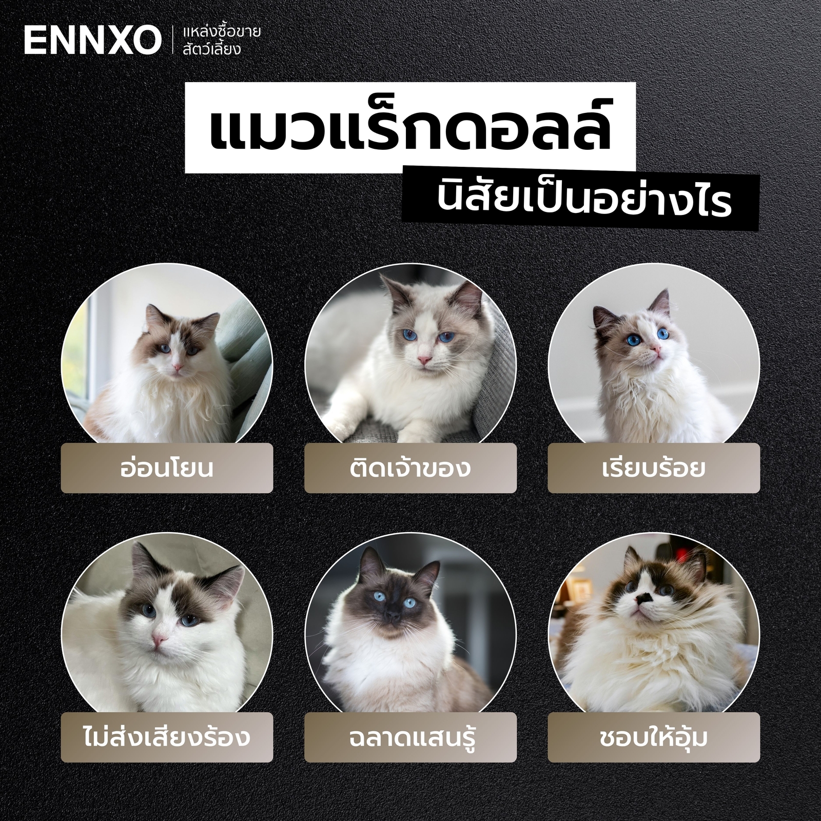 แมวแร็กดอลล์-มีนิสัยอย่างไร