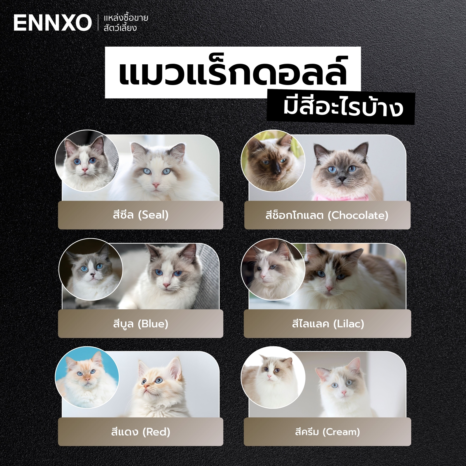 แมวแร็กดอลล์-มีสีอะไรบ้าง