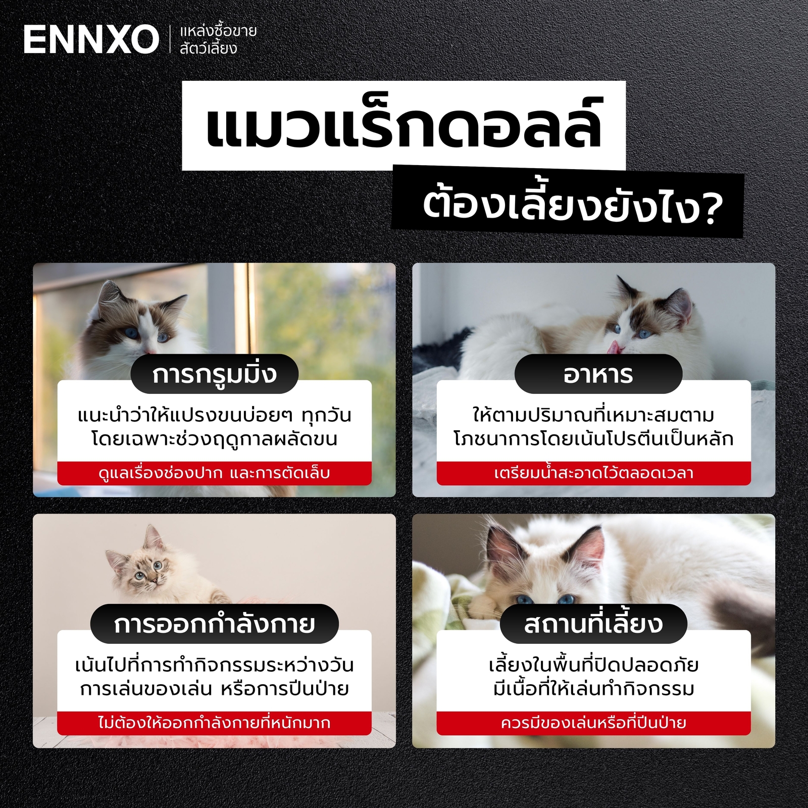 แมวแร็กดอลล์-เลี้ยงยากไหม