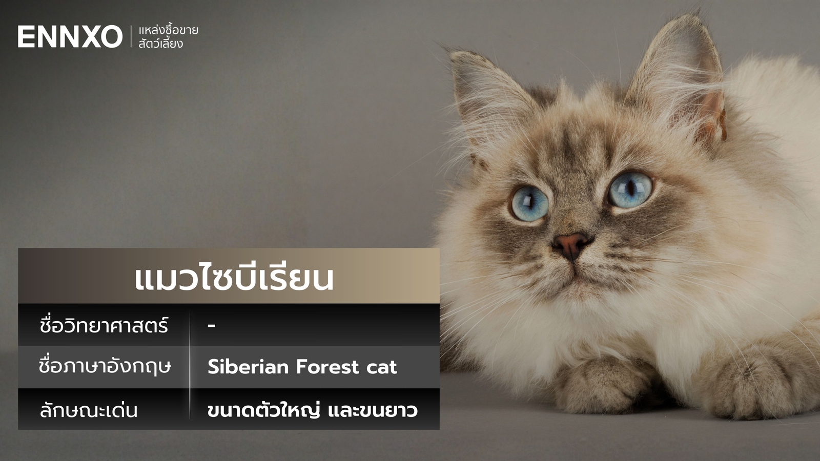 แมวไซบีเรียน ชื่อภาษาอังกฤษ