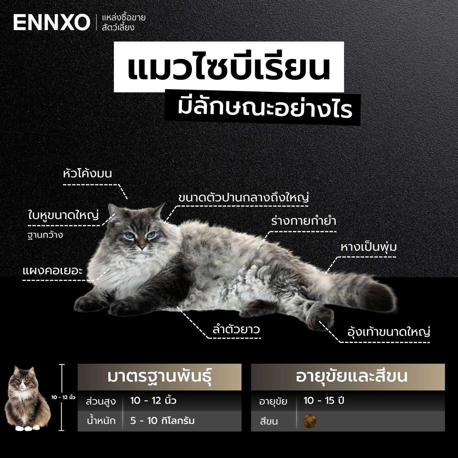 วิธีดูลักษณะแมวไซบีเรียนแท้