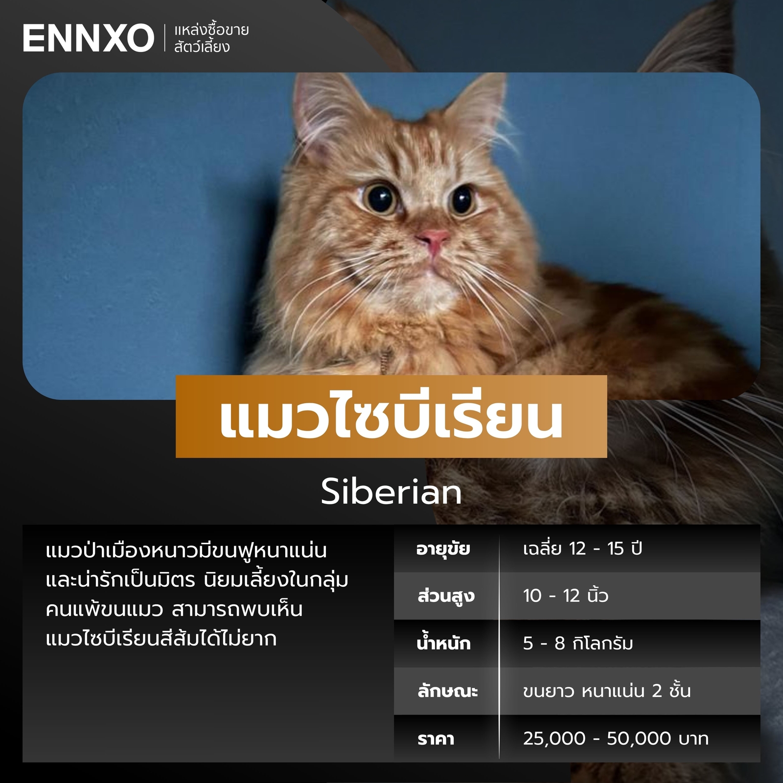 แมวไซบีเรียน-สีส้ม