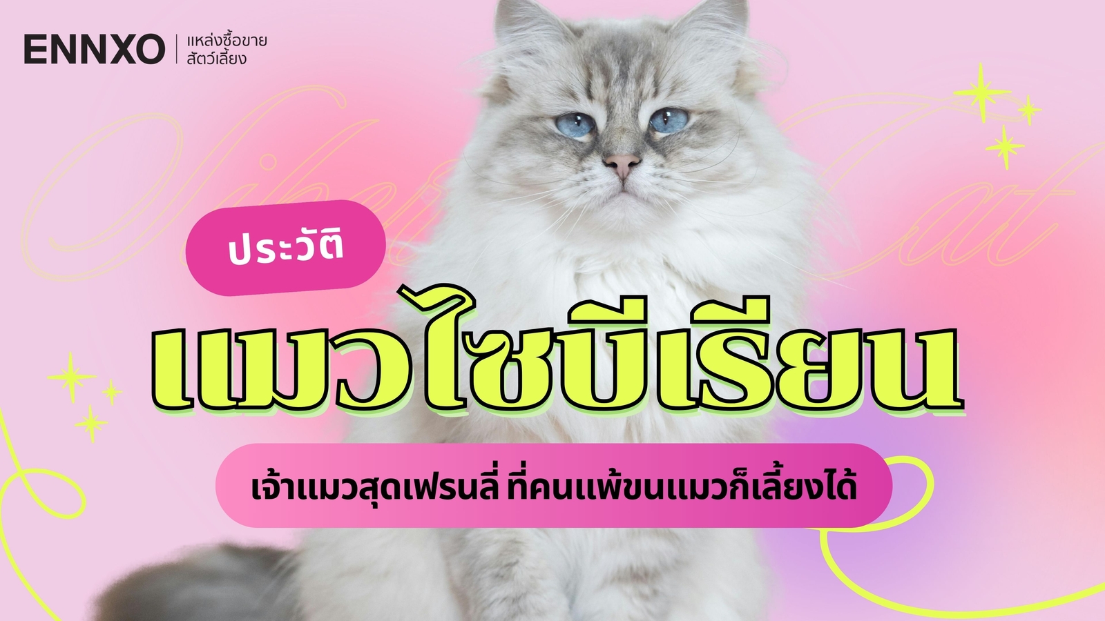 ประวัติแมวไซบีเรียน (Siberian Cat) นิสัยยังไง แพ้ขนแมวเลี้ยงได้?