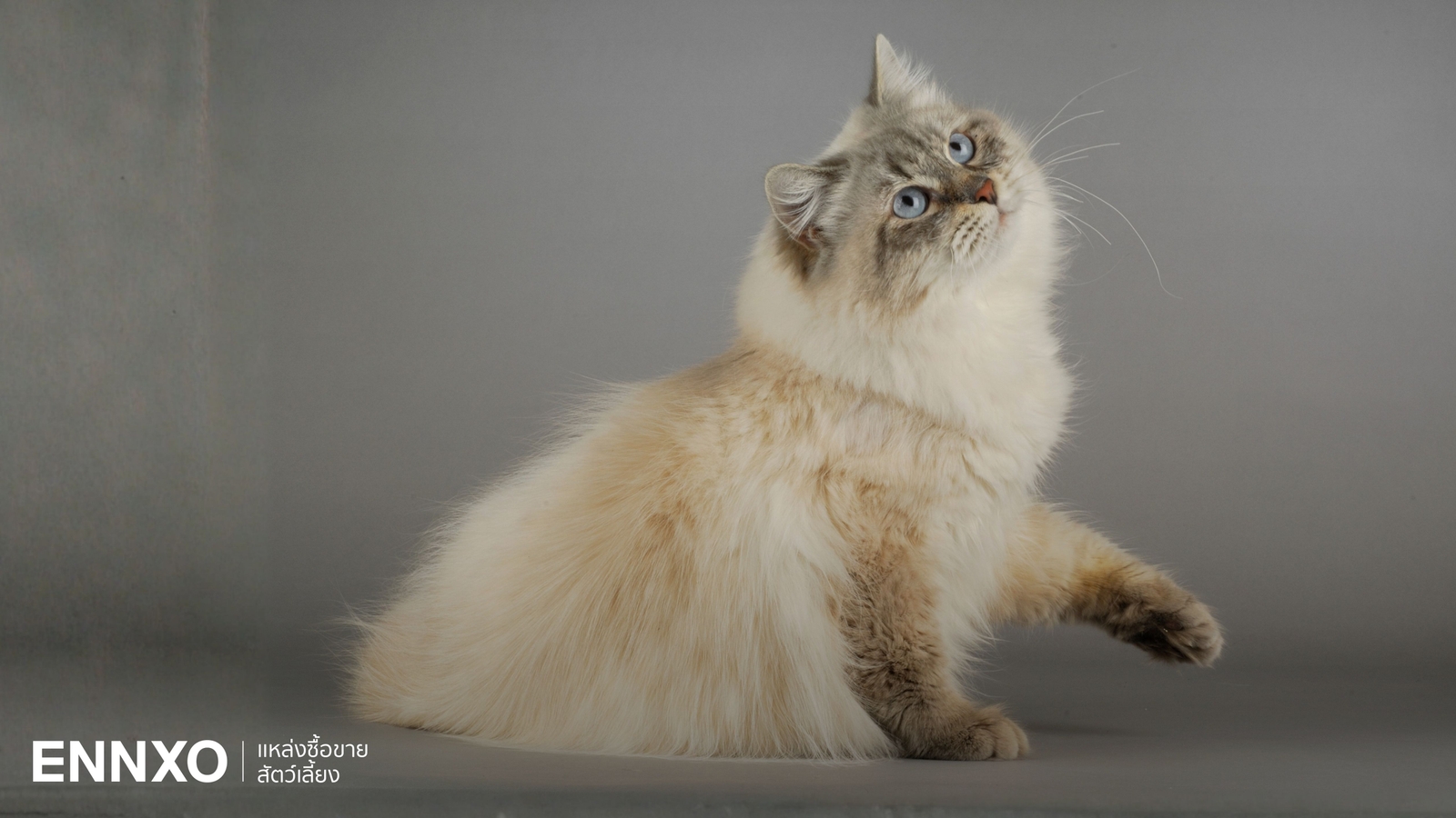 ประวัติแมวไซบีเรียน (Siberian Cat) นิสัยยังไง แพ้ขนแมวเลี้ยงได้?