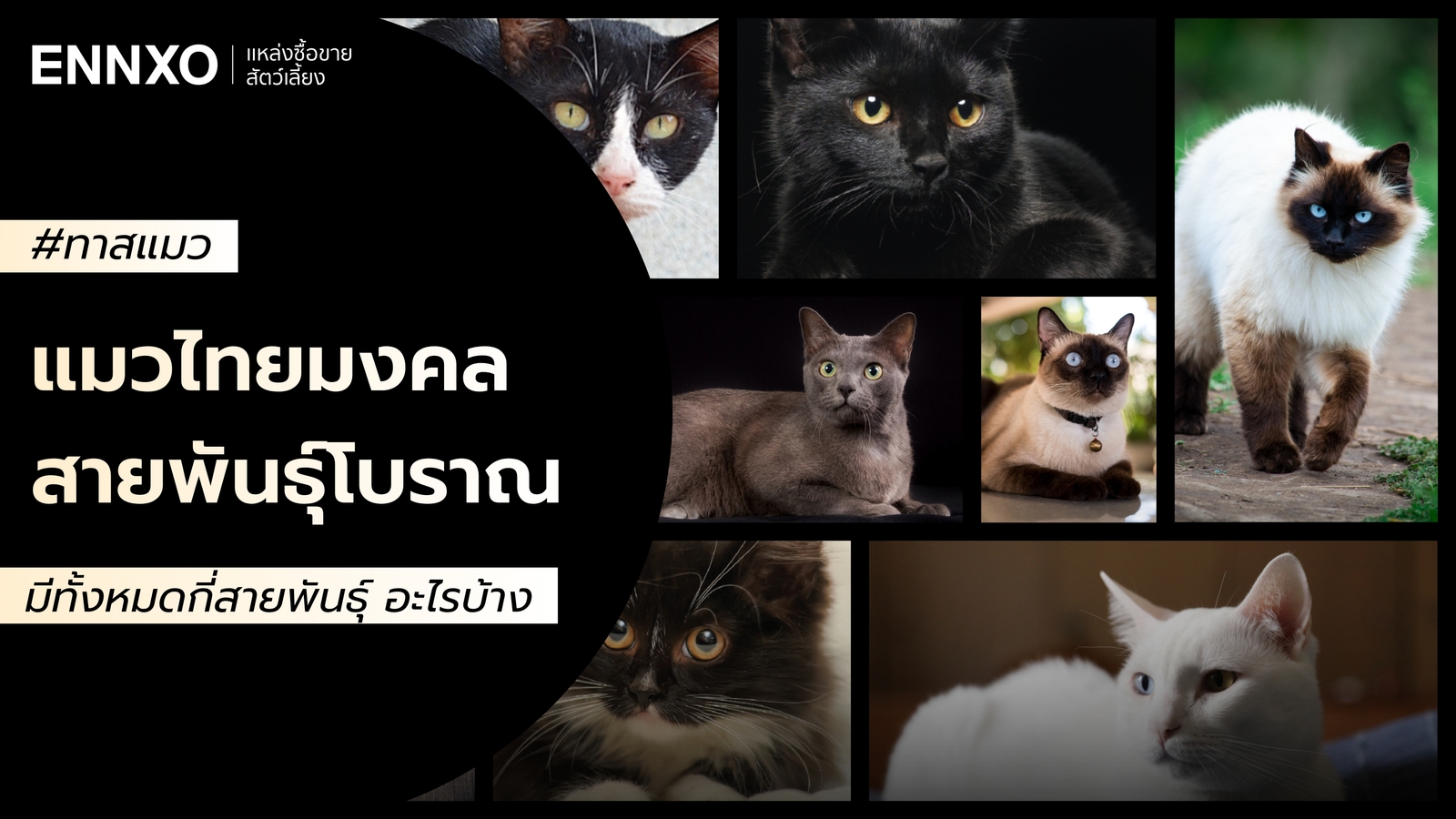 แมวพันธุ์ไทยมีกี่สายพันธุ์ รู้จักแมวไทยมงคลโบราณ หายาก ทั้งหมด