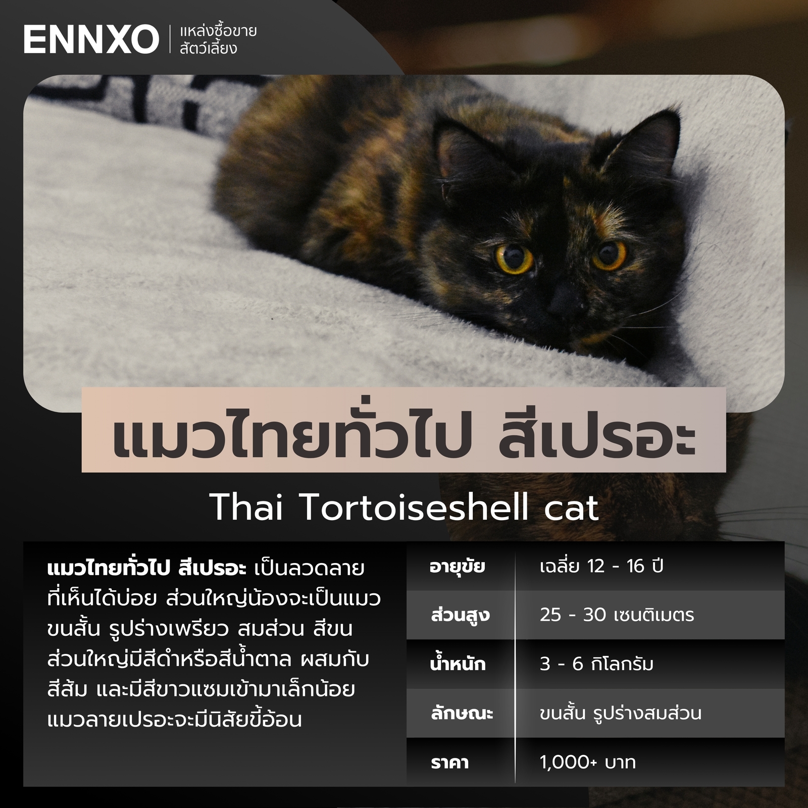 ข้อมูลแมวไทยทั่วไป สีเปรอะ