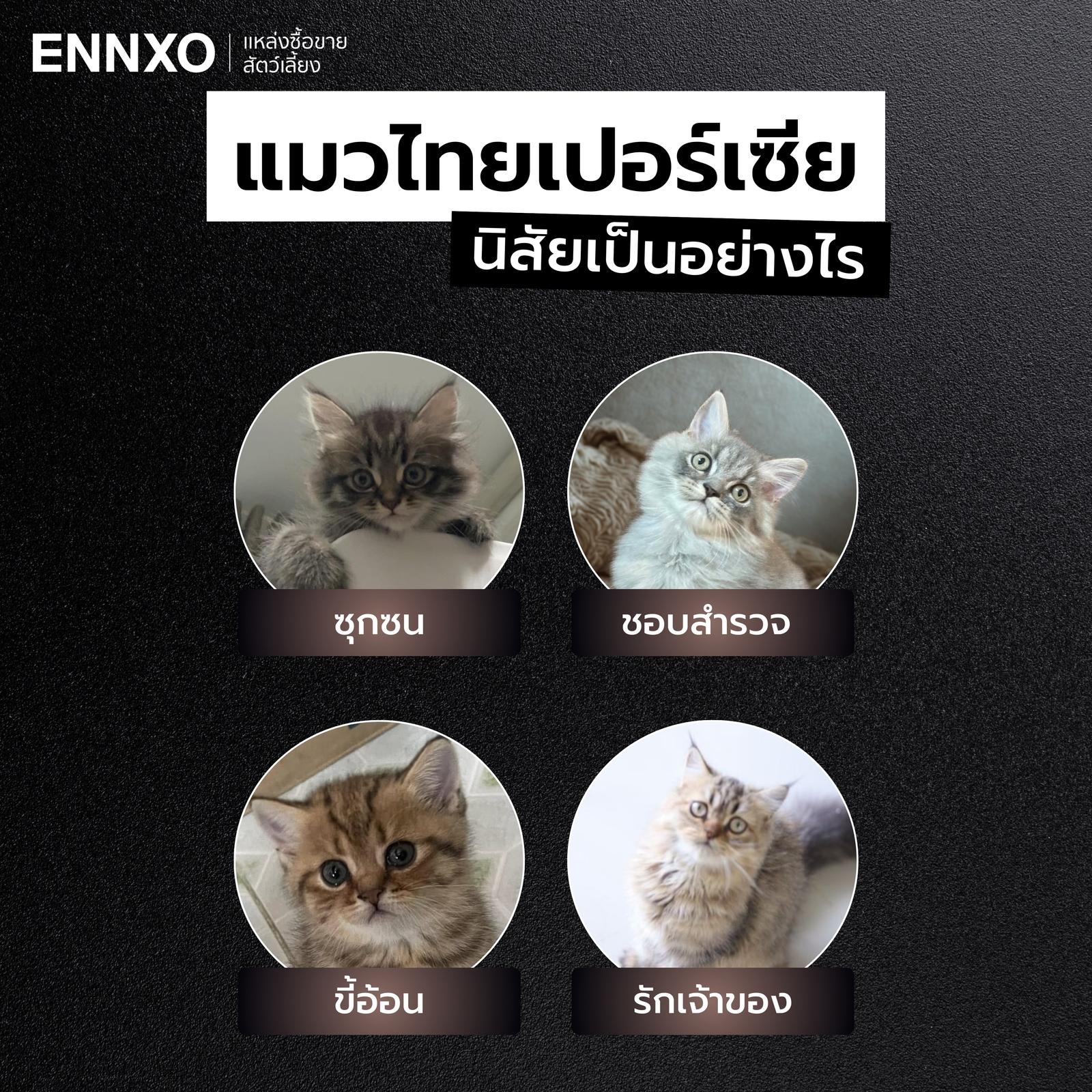 นิสัยของแมวเปอร์เซียผสมไทย