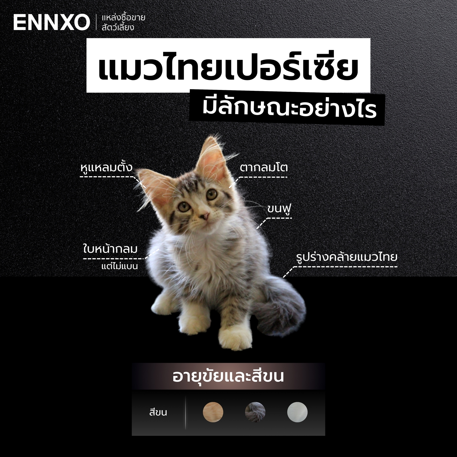 ลักษณะของแมวเปอร์เซียผสมไทย