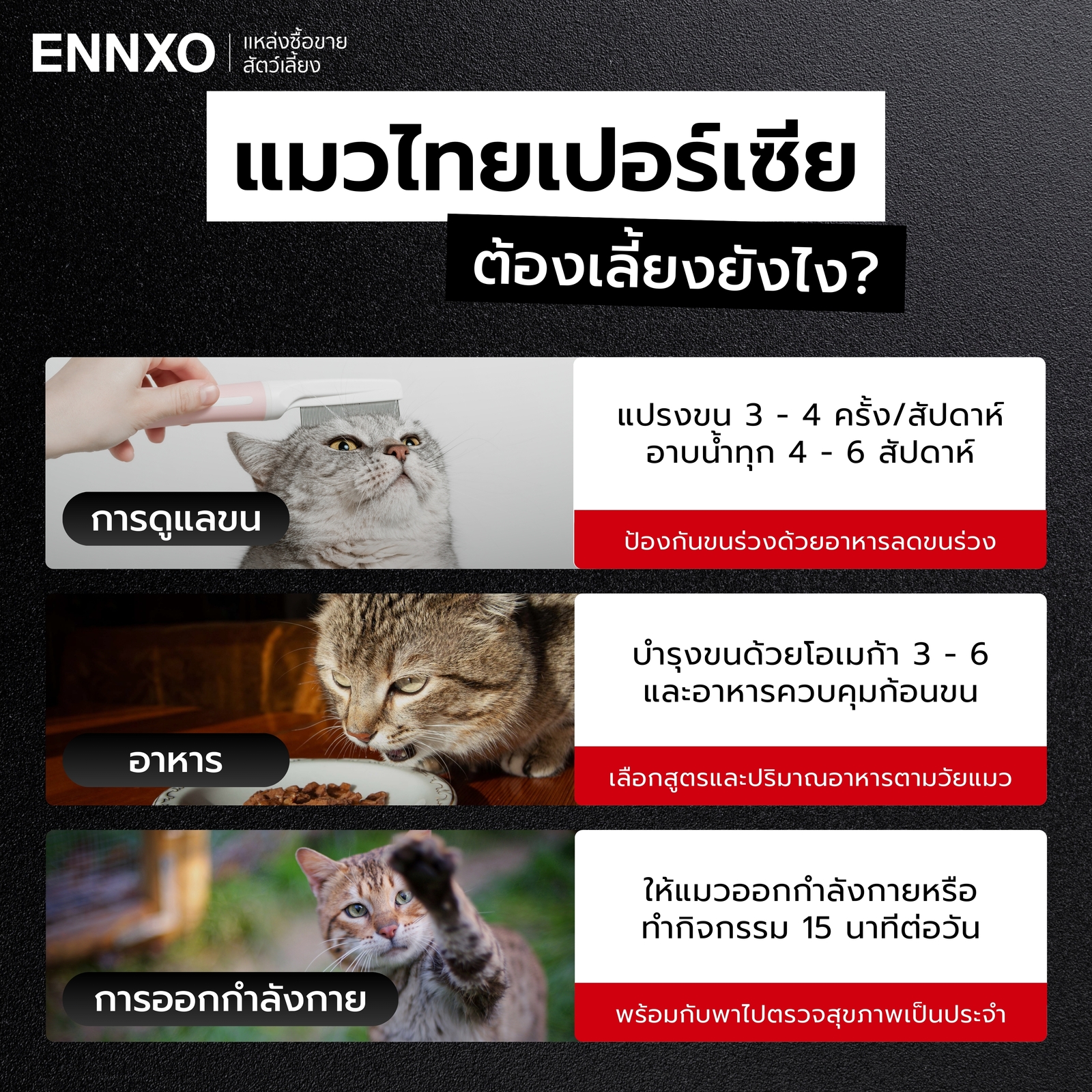 การเลี้ยงดูแมวเปอร์เซียผสมไทย ยากไหม