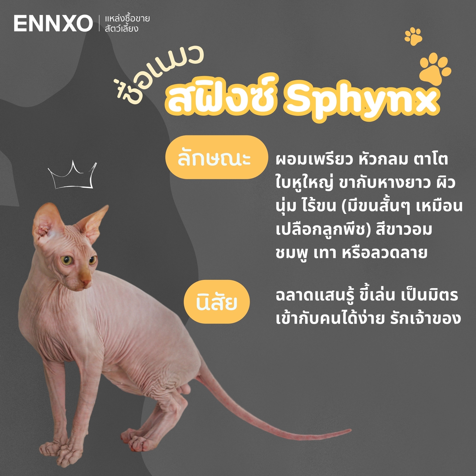 แมวสฟิงซ์ Sphynx