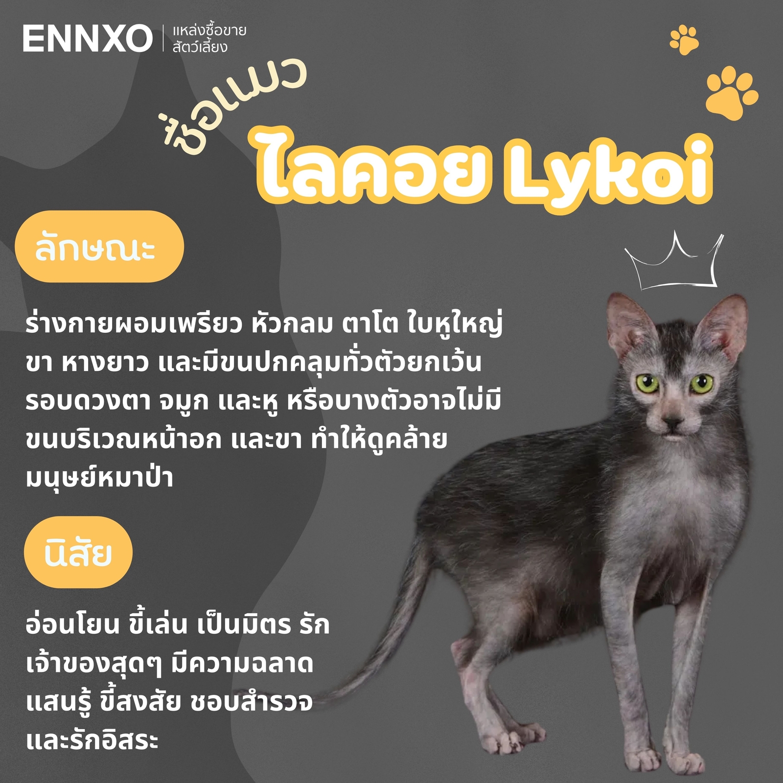 แมวไลคอย Lykoi