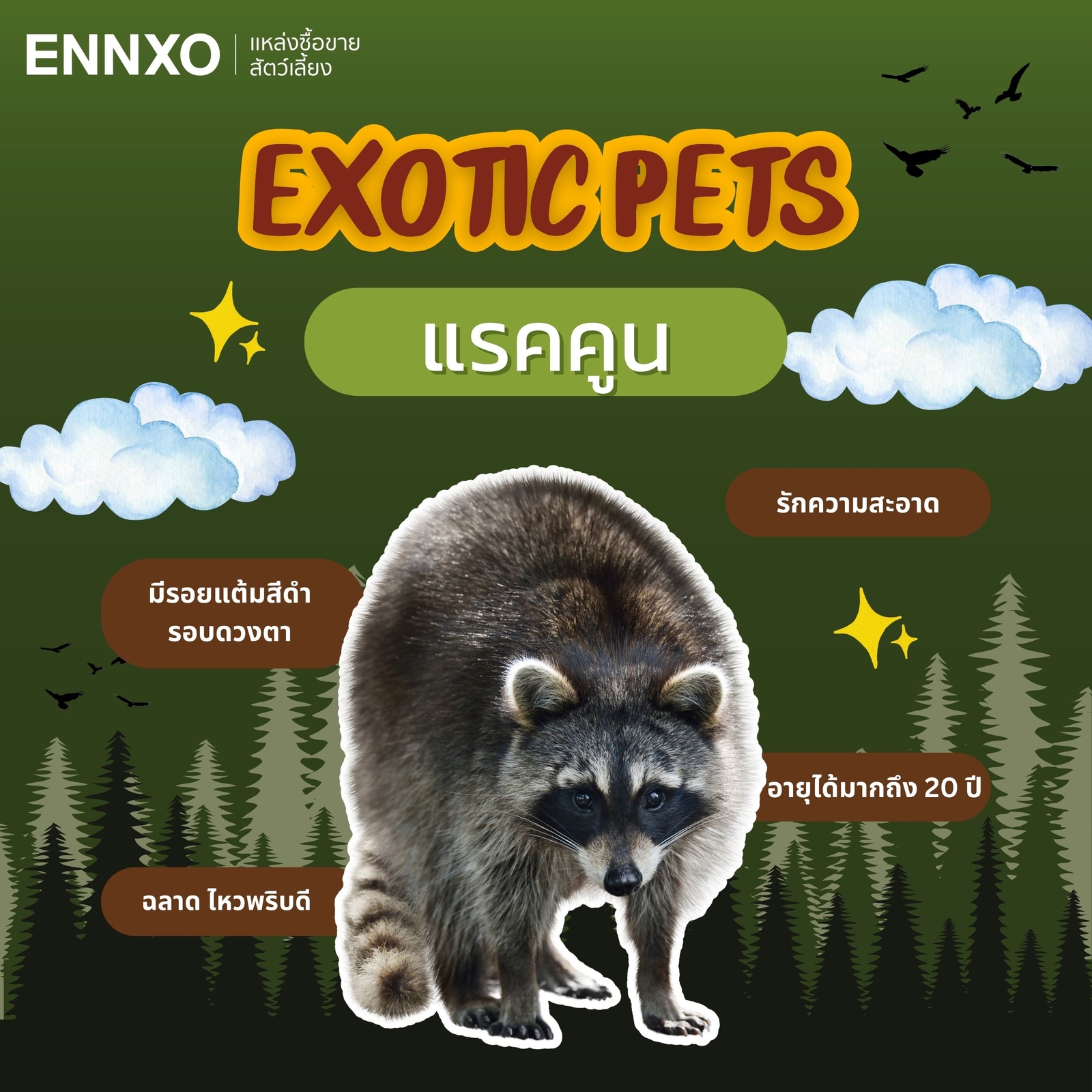 แรคคูน Raccoons สัตว์เอ็กโซติก