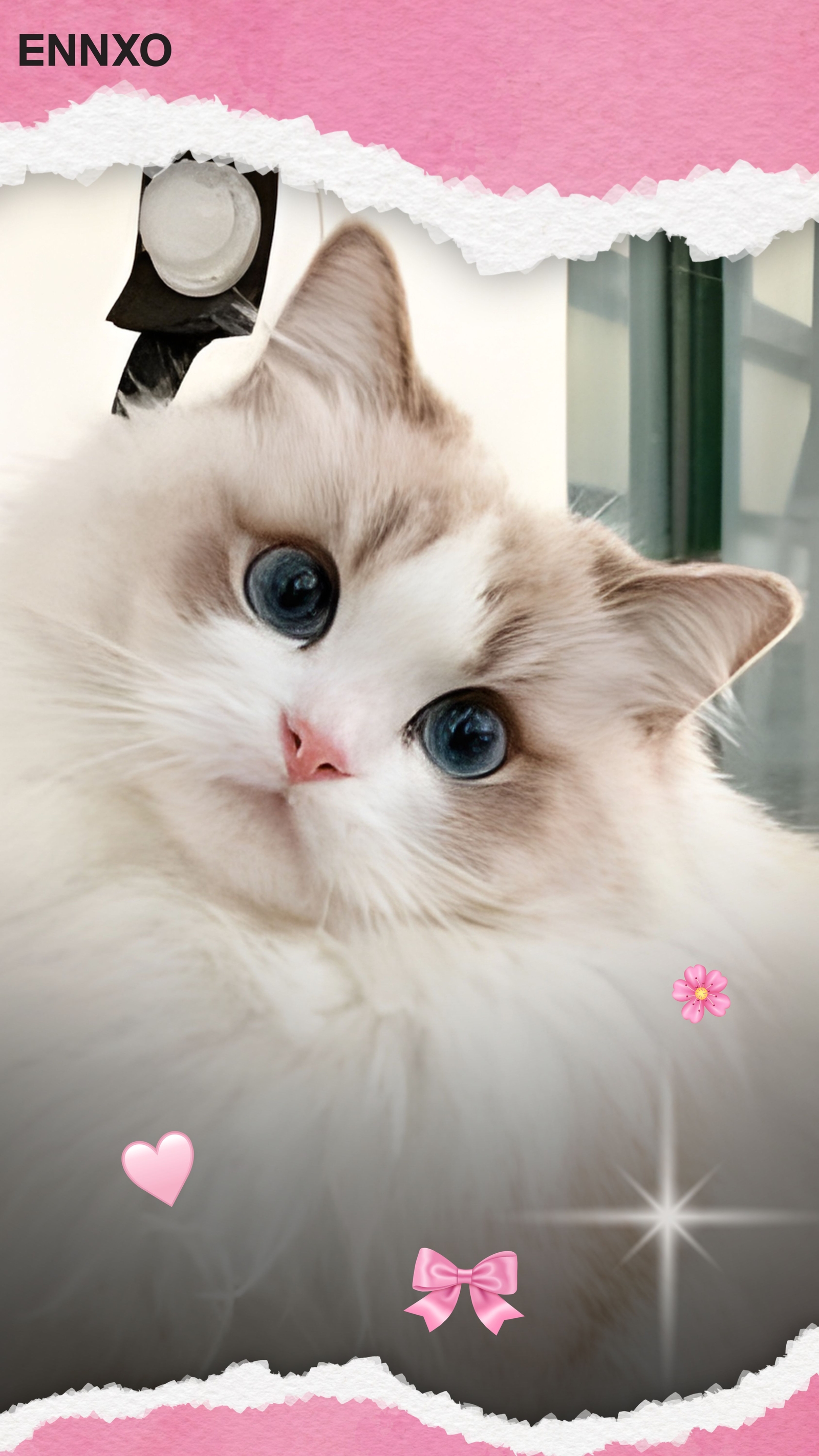 แมวแร็กดอลล์ รูปแมวน่ารัก วอลเปเปอร์โทรศัพท์