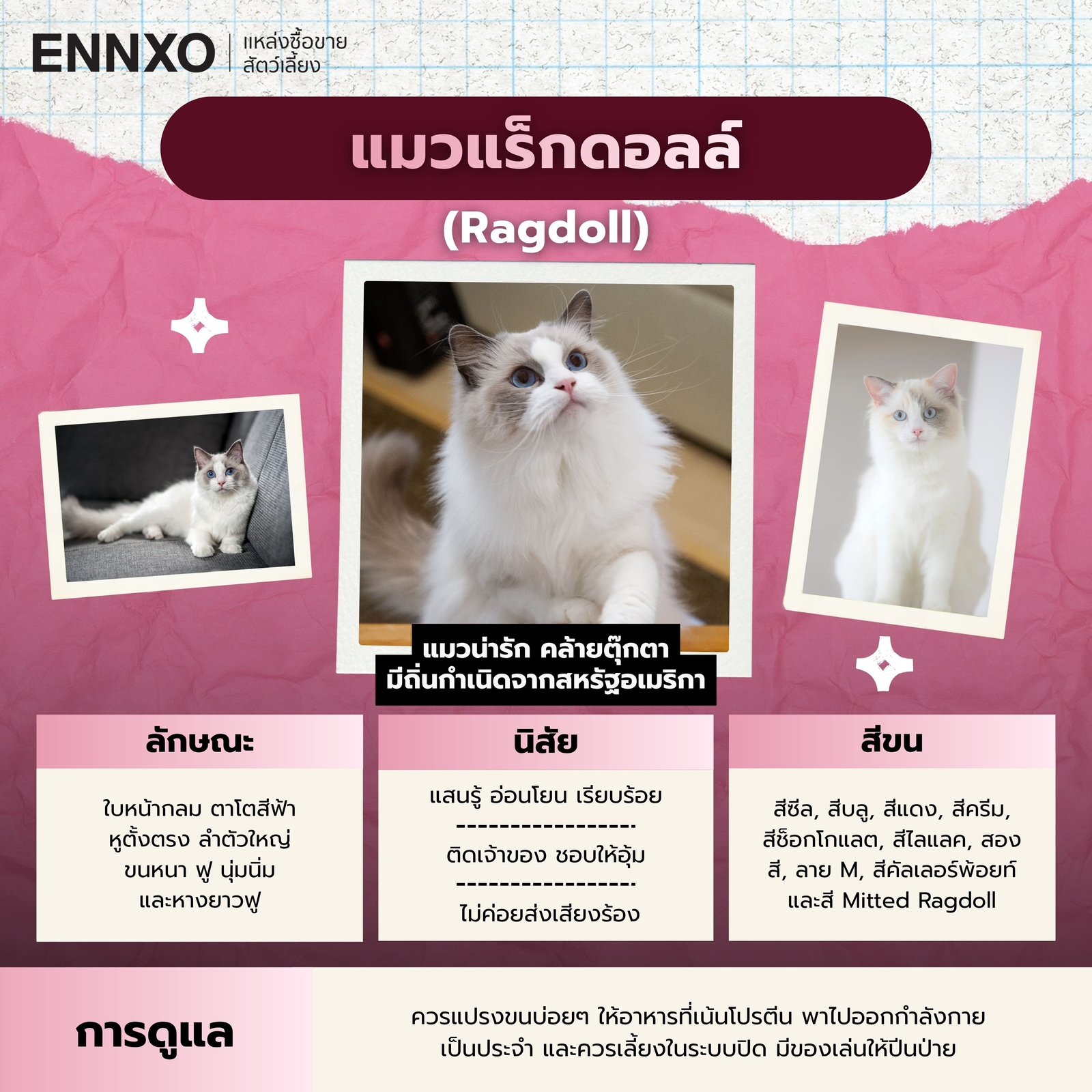 แมวแร็กดอลล์ แมวน่ารักๆ