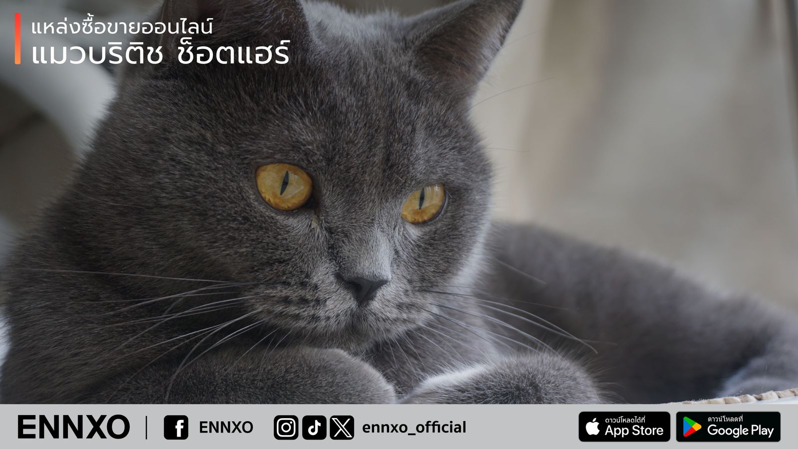 แหล่งซื้อขาย แมวบริติช ช็อตแฮร์ British Shorthair ราคาถูก