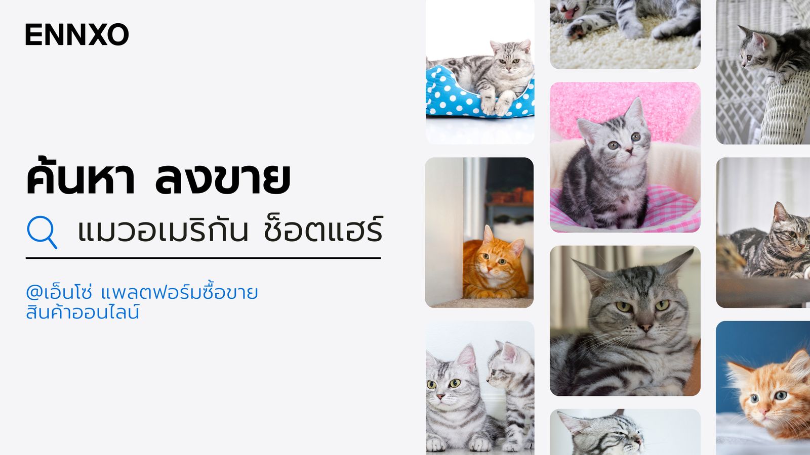 แมว American Shorthair