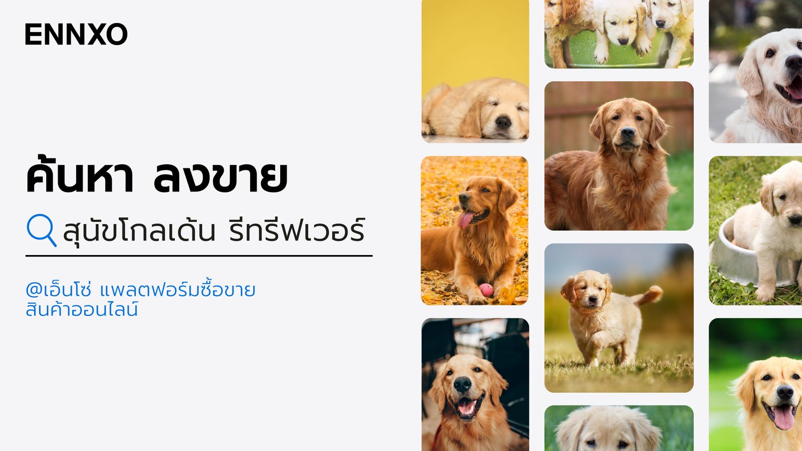 สุนัข ลูกสุนัข Golden Retriever