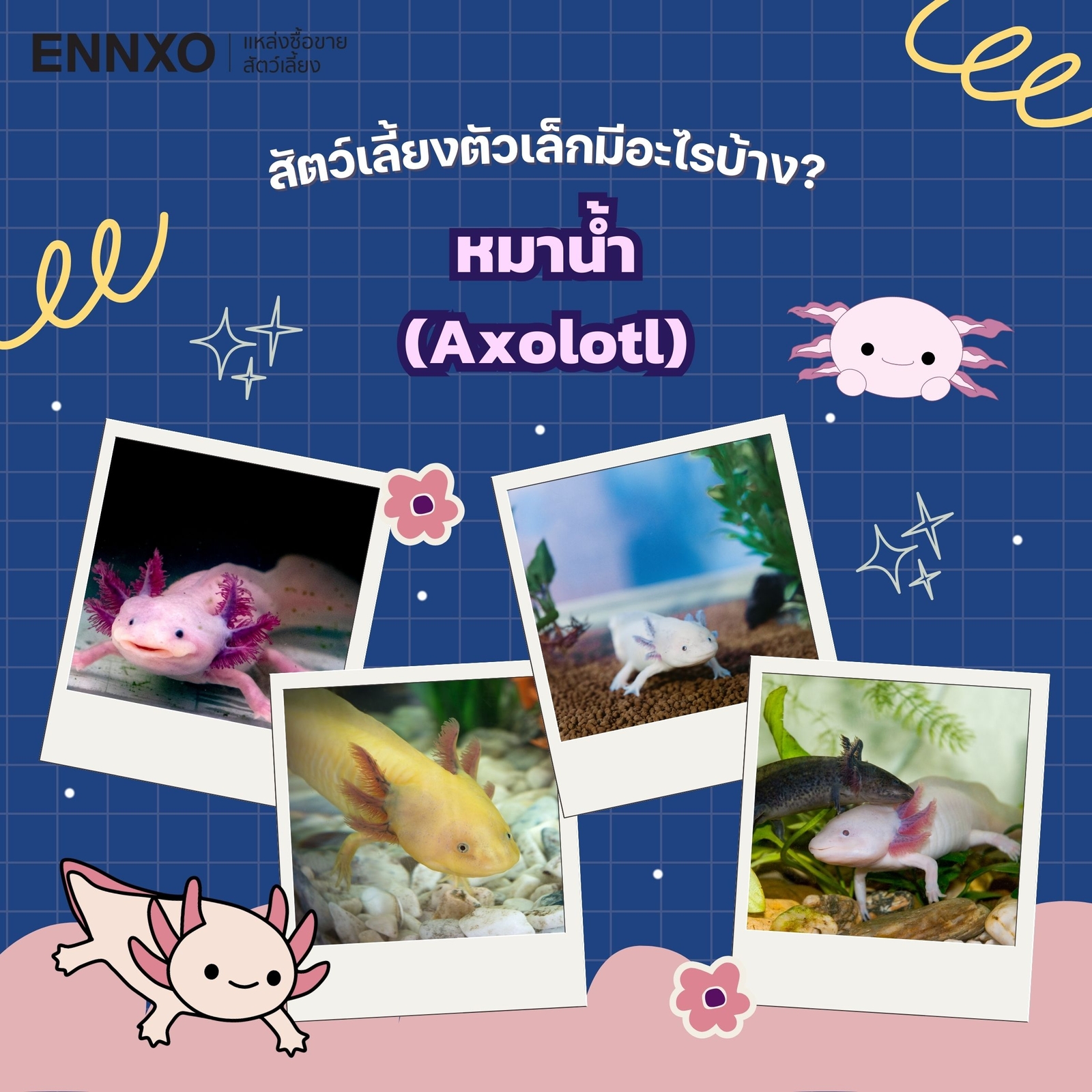 แอกโซลอเติล axolotl ข้อมูล