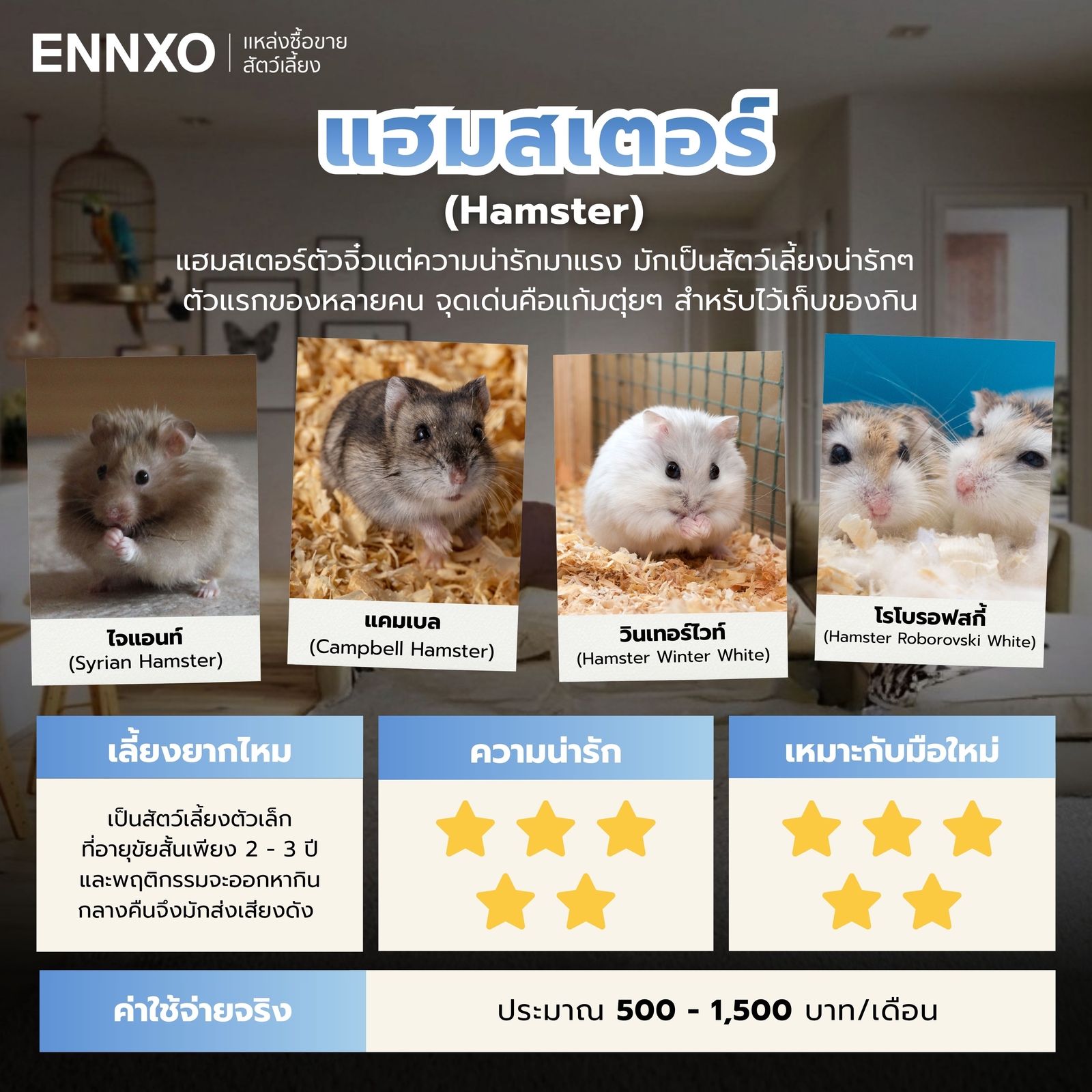 แฮมสเตอร์-สัตว์เลี้ยงตัวเล็กน่ารัก
