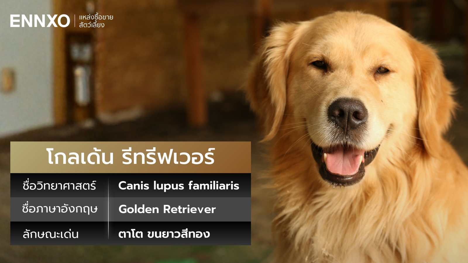 ชื่อภาษาอังกฤษและชื่อวิทยาศาสตร์ของโกลเด้น