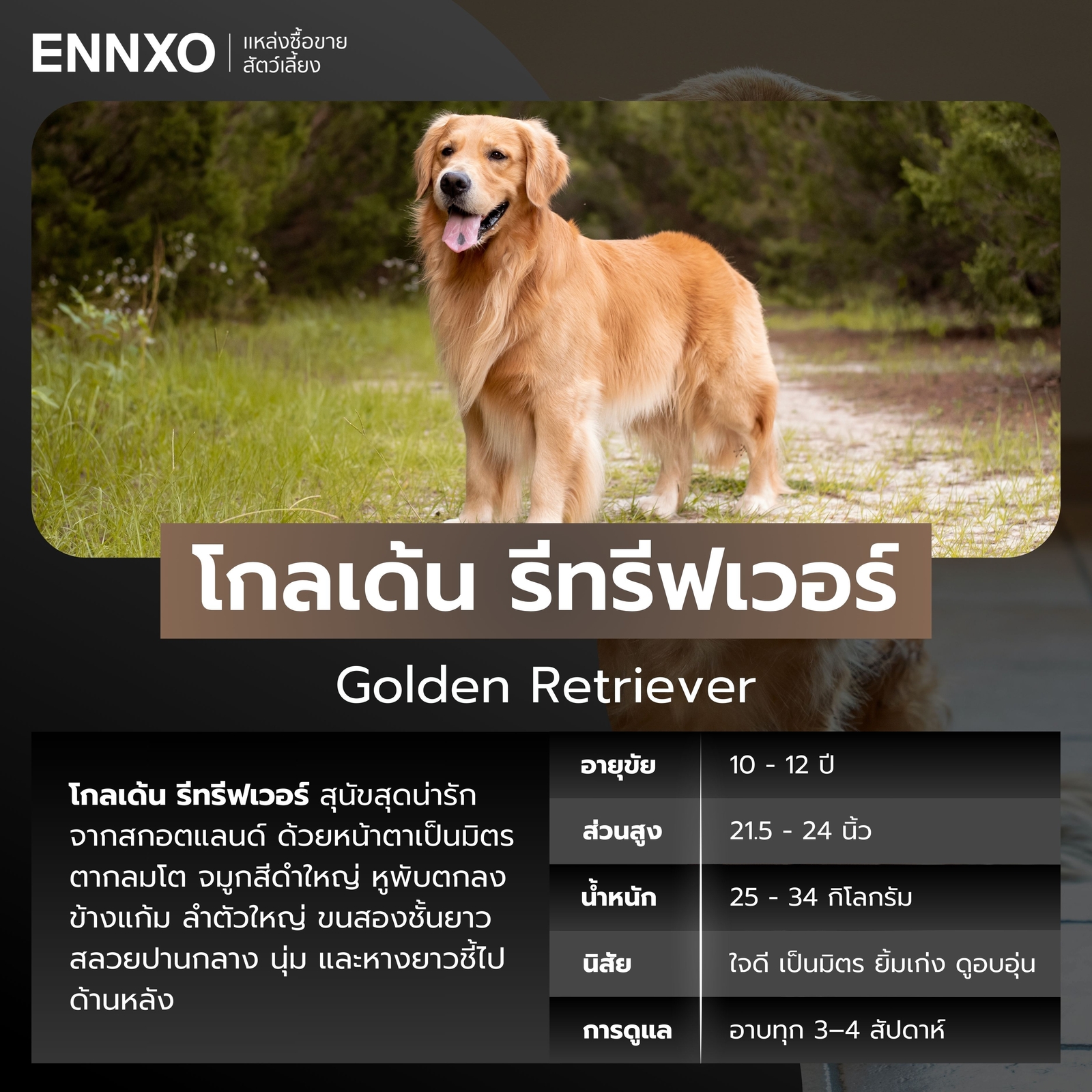 สุนัขโกลเด้น รีทรีฟเวอร์ สุนัขพันธุ์ใหญ่ขนยาว