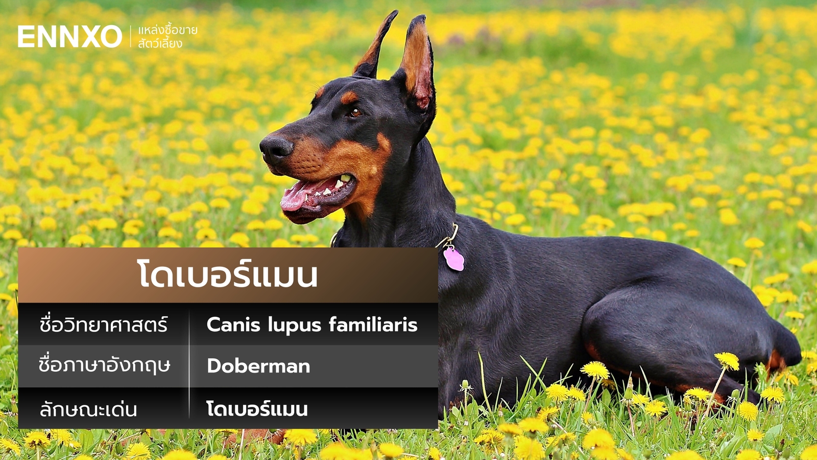 โดเบอร์แมน ภาษาอังกฤษ