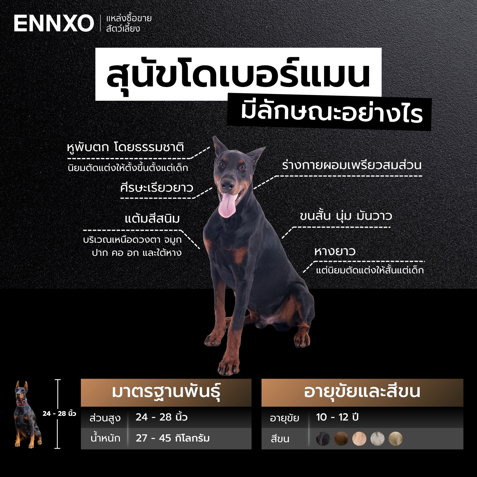 โดเบอร์แมน ลักษณะ