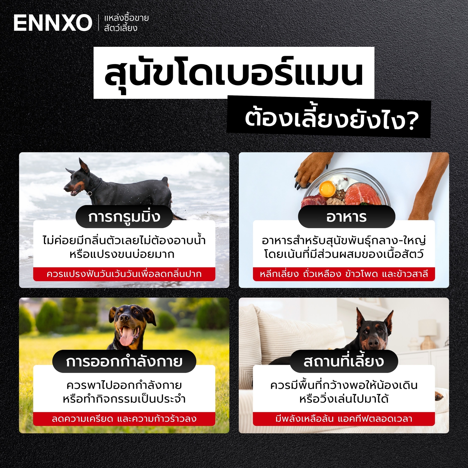 โดเบอร์แมน ดุไหม เลี้ยงยากไหม