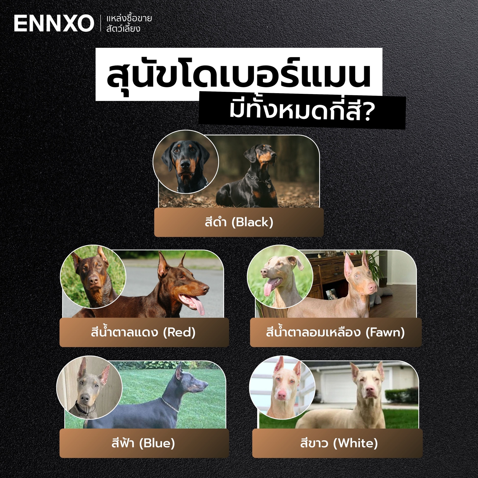 สุนัขโดเบอร์แมน มีกี่สี