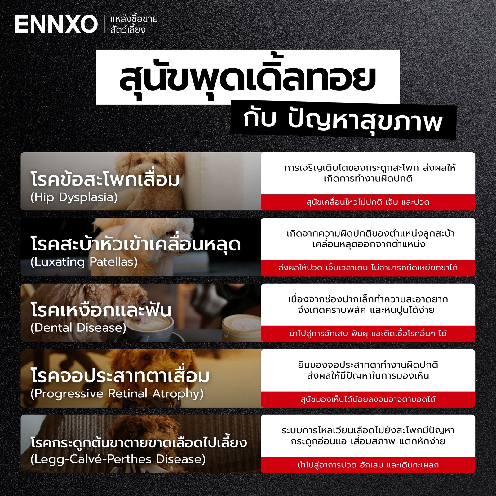 โรคของพุดเดิ้ลทอย