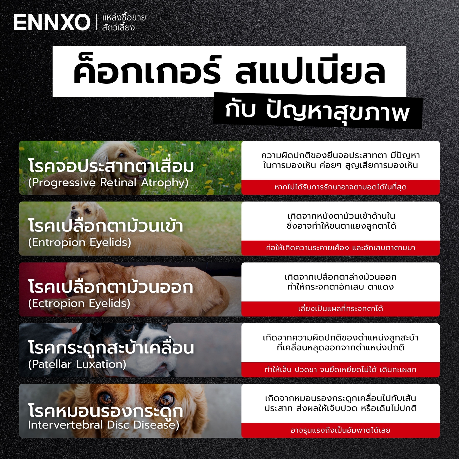 โรคประจำพันธุ์สุนัขค็อกเกอร์ สแปเนียล