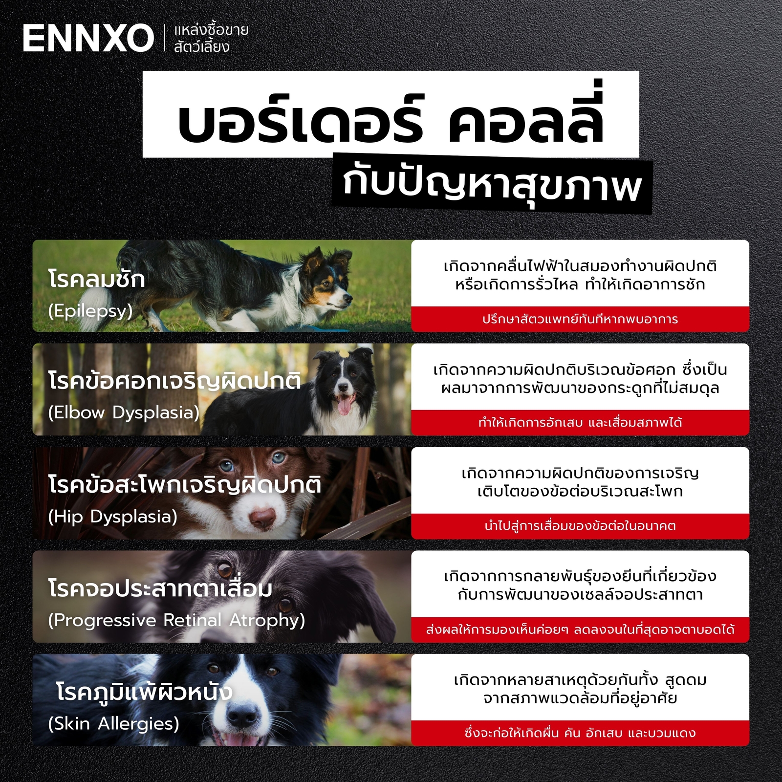 โรคประจำพันธุ์บอร์เดอร์ คอลลี่