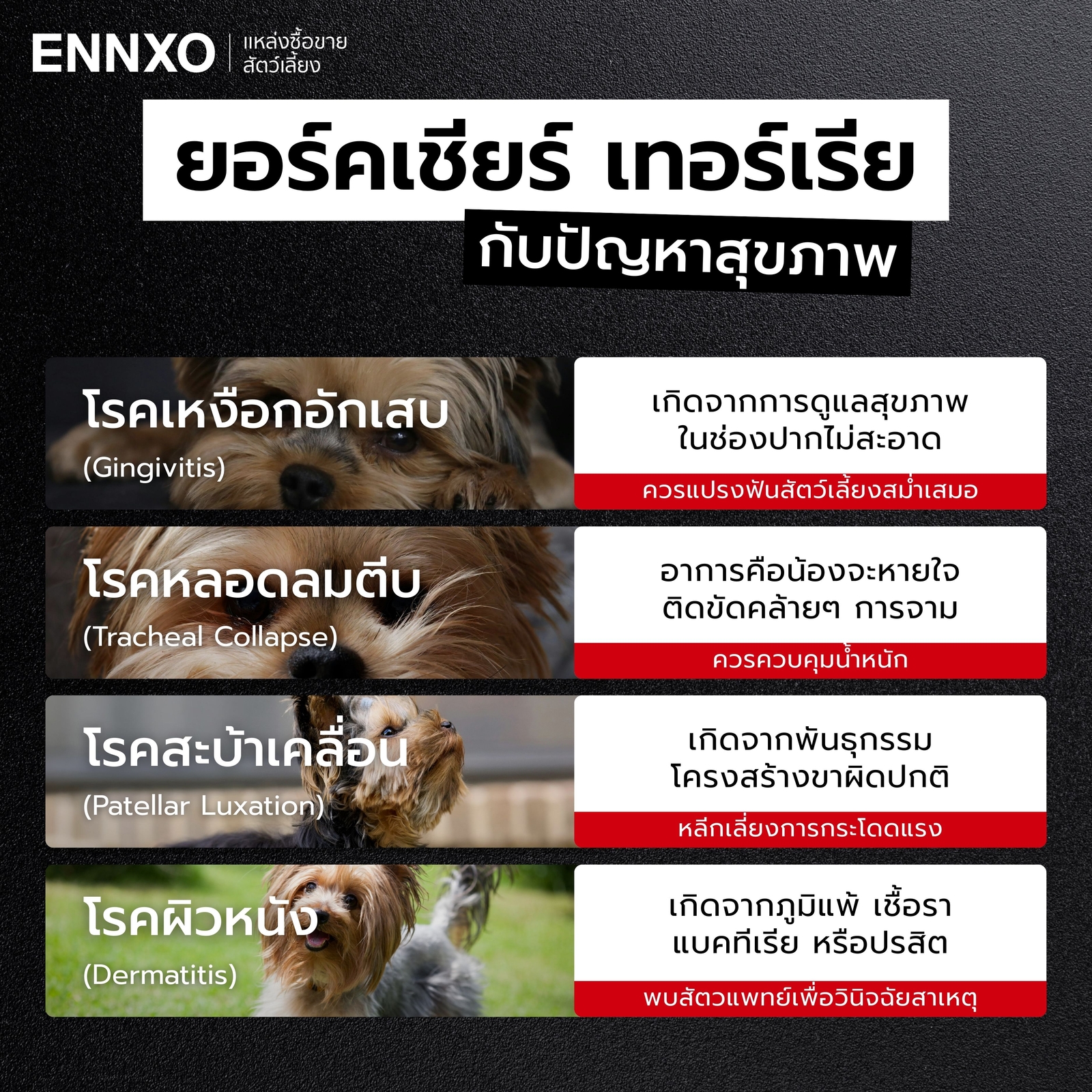 โรคที่พบบ่อยในหมายอร์คกี้