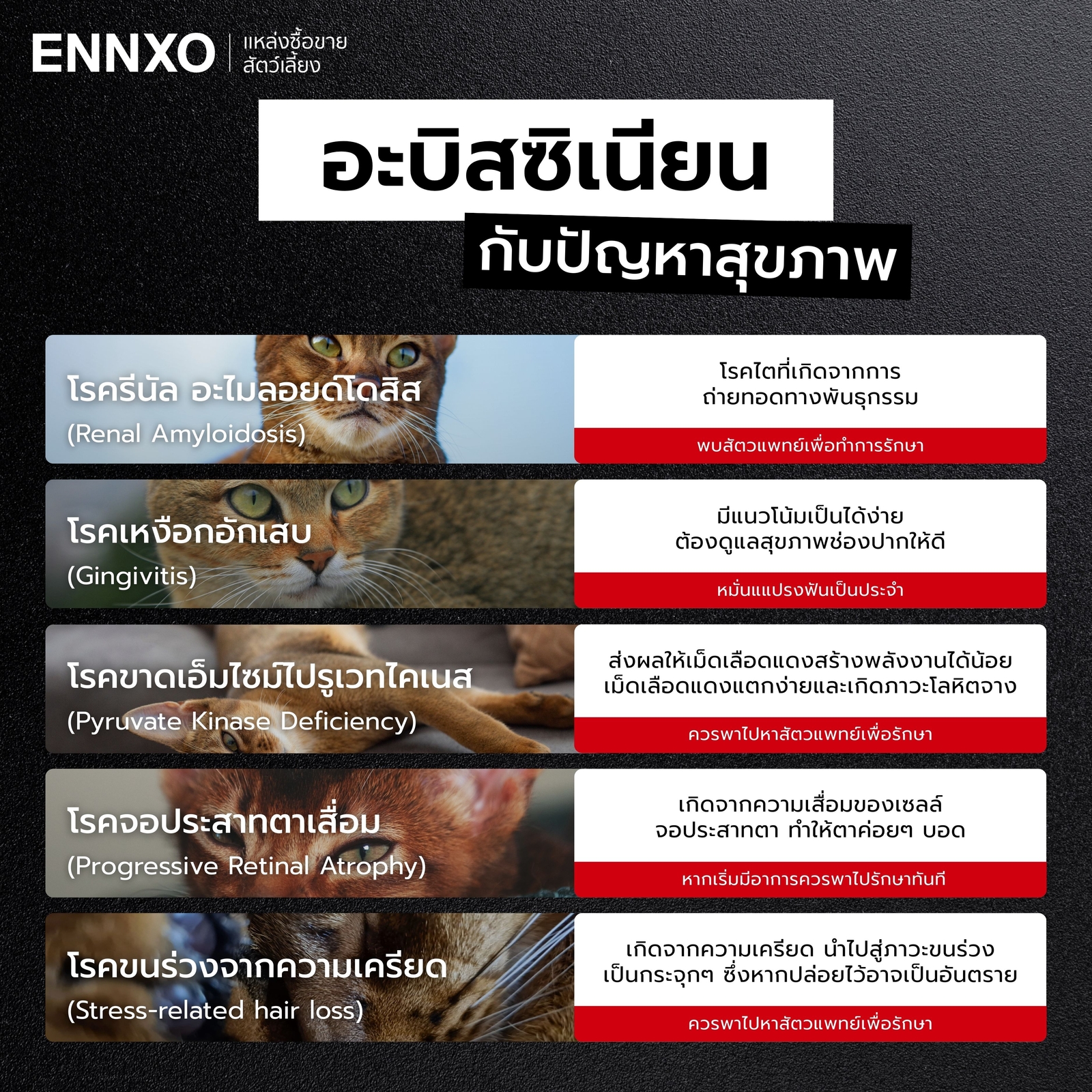 โรคประจำพันธุ์แมวอะบิสซิเนียน