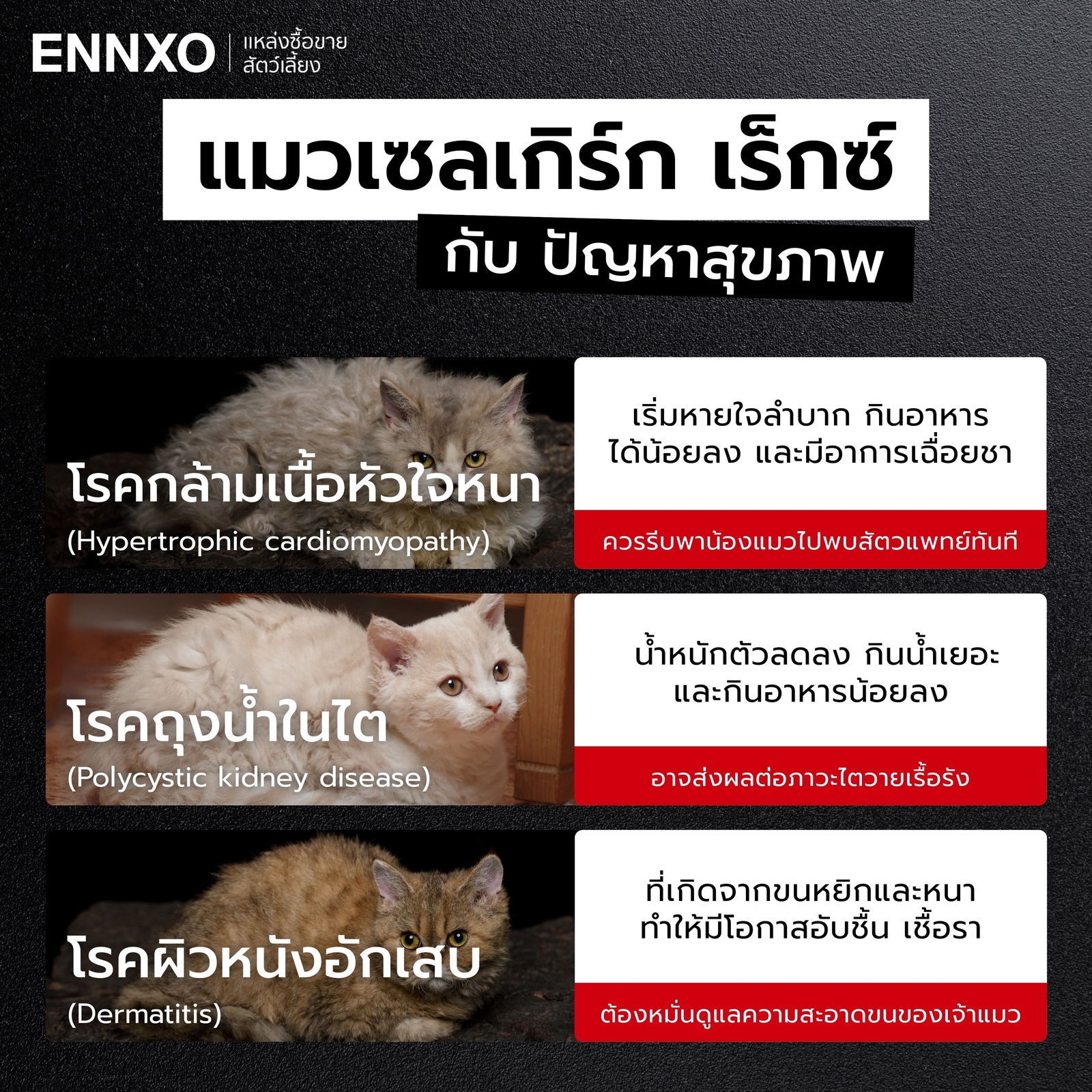 โรคที่พบบ่อยในแมวเซลเกิร์ก เร็กซ์