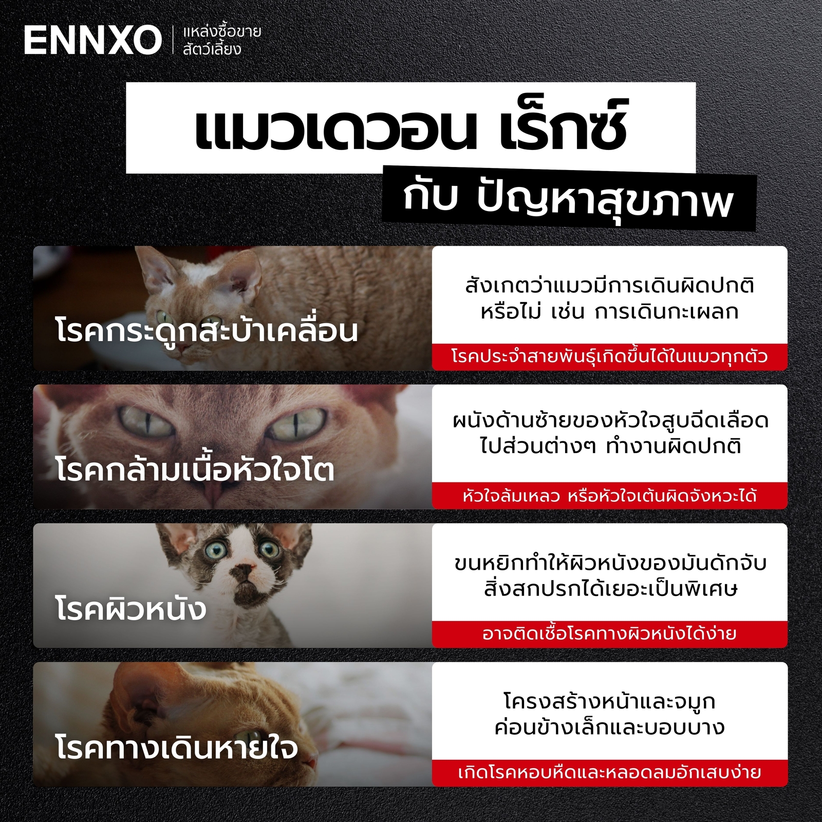 โรคที่พบบ่อยในแมวเดวน เร็กซ์