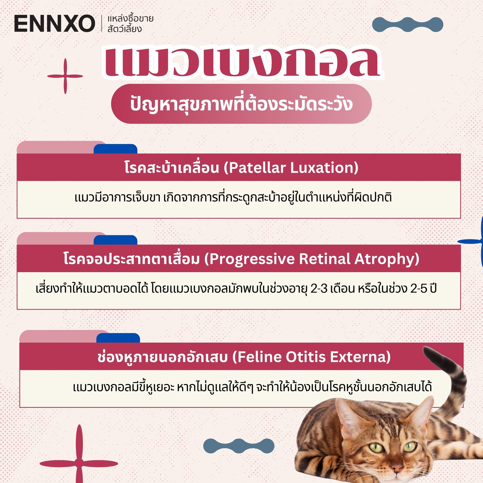 ข้อมูลเกี่ยวกับแมวเบงกอล (Bengal Cat)